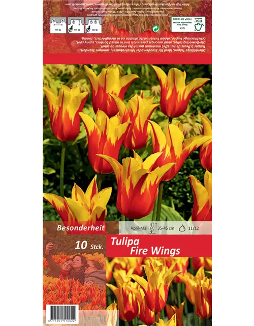 Tulpe 'Fire Wings'