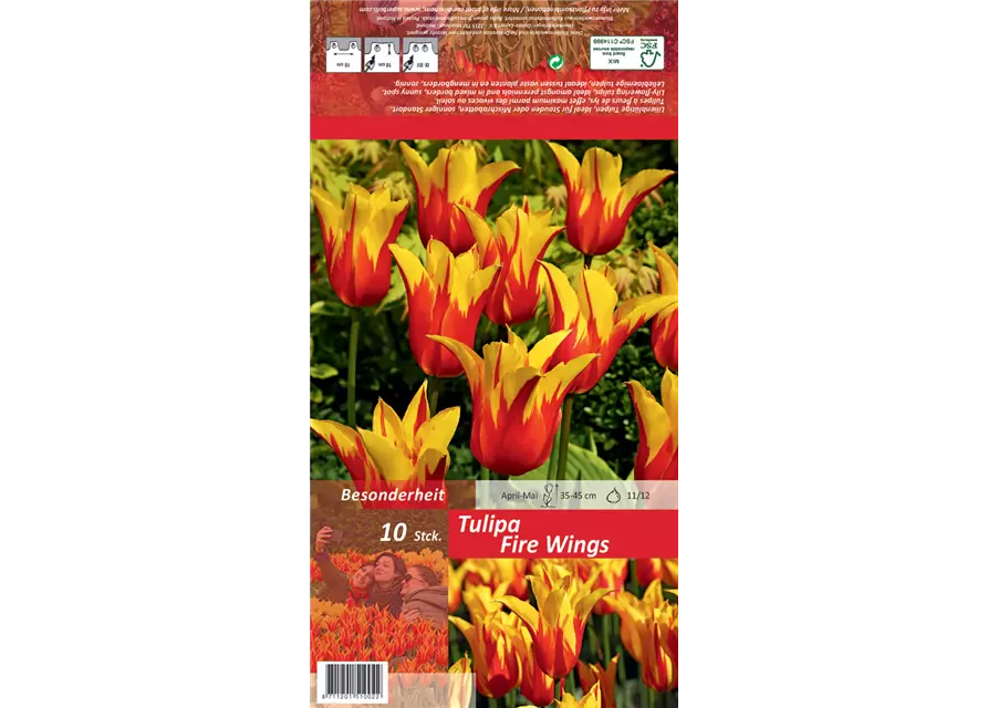 Tulpe 'Fire Wings'