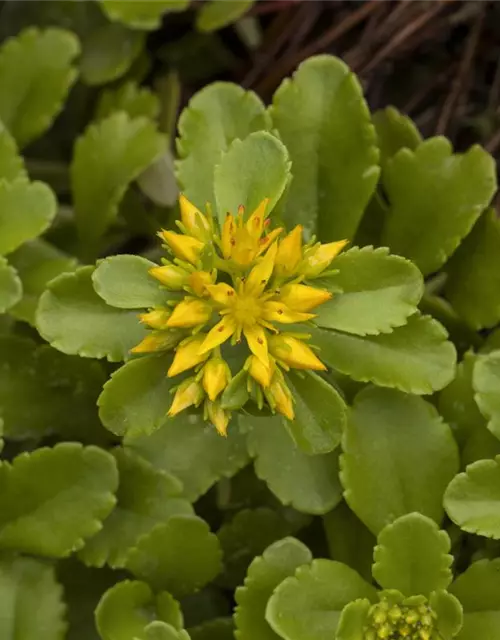 Sedum floriferum 'Weihenstephaner Gold'