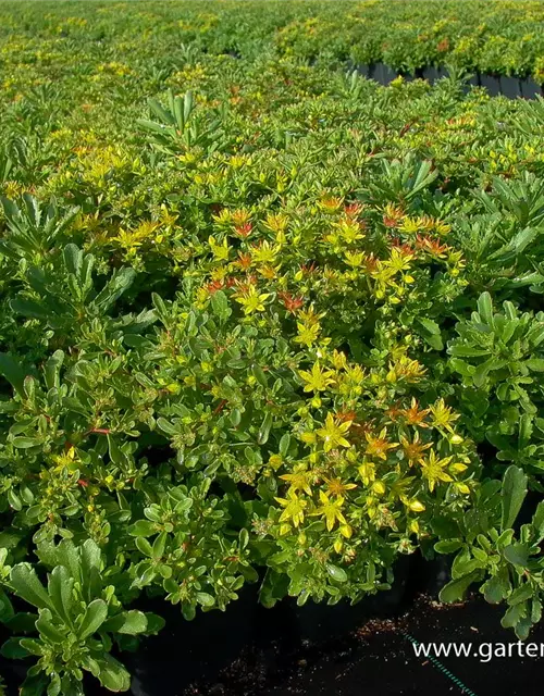 Sedum floriferum 'Weihenstephaner Gold'