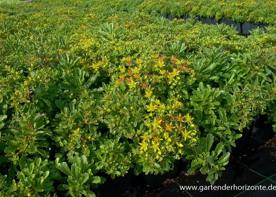 Sedum floriferum 'Weihenstephaner Gold'