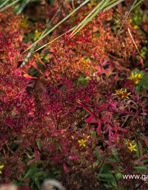 Sedum floriferum 'Weihenstephaner Gold'