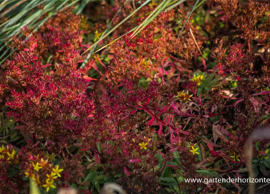 Sedum floriferum 'Weihenstephaner Gold'