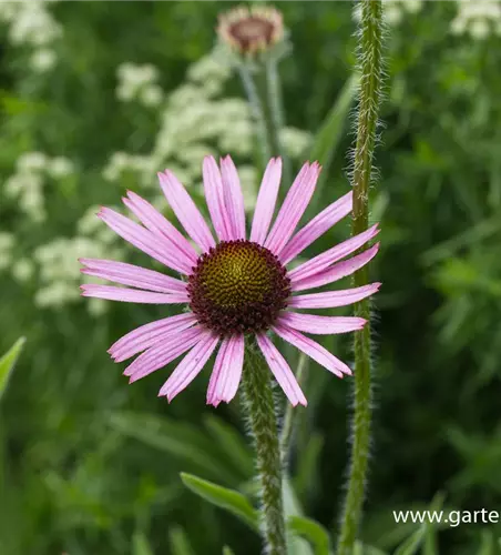 Tennessee-Garten-Scheinsonnenhut 'Rocky Top'