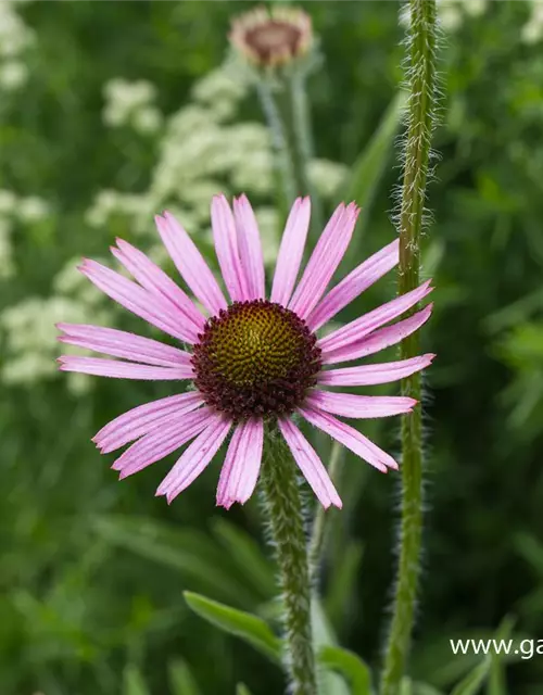 Tennessee-Garten-Scheinsonnenhut 'Rocky Top'