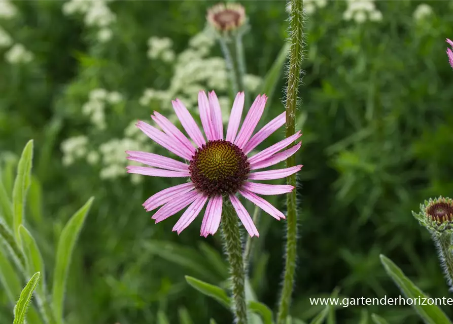 Tennessee-Garten-Scheinsonnenhut 'Rocky Top'