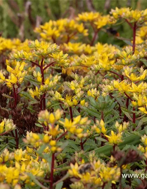 Sedum floriferum 'Weihenstephaner Gold'