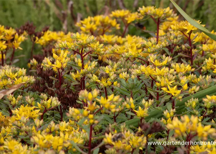 Sedum floriferum 'Weihenstephaner Gold'