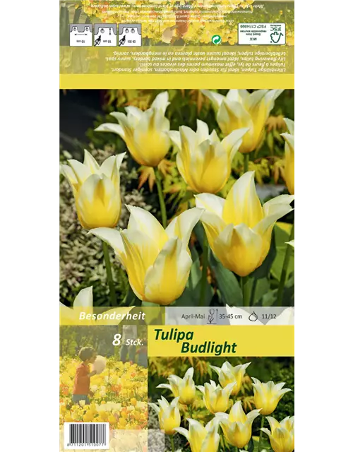 Tulpe 'Budlight'