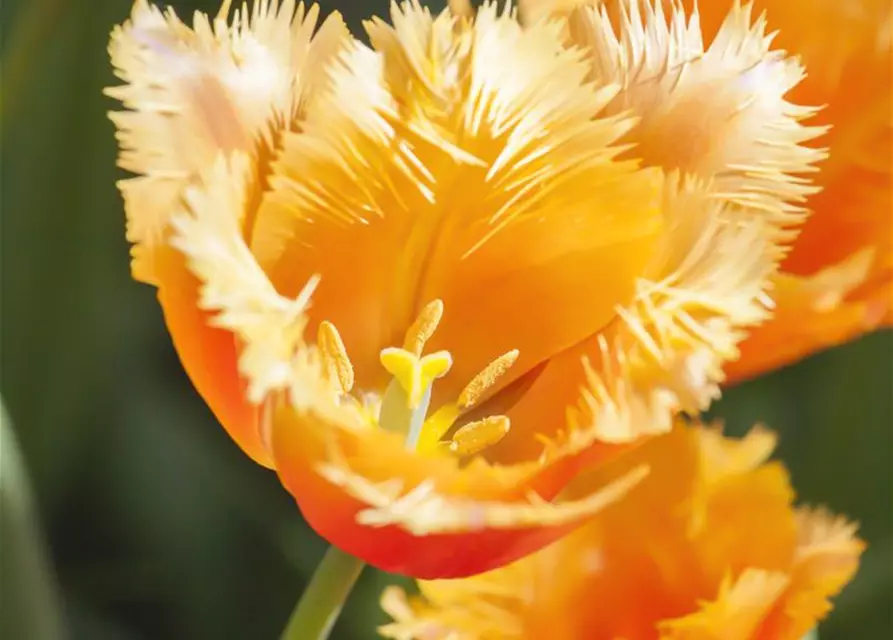 Tulpe 'Lambada'