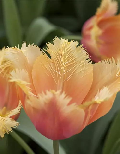 Tulpe 'Lambada'