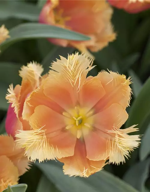 Tulpe 'Lambada'