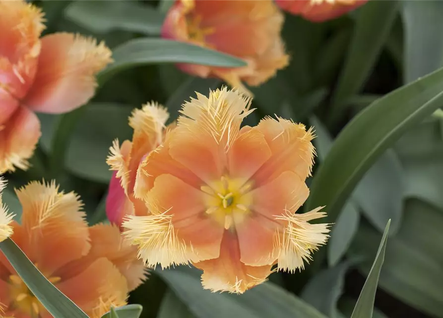 Tulpe 'Lambada'