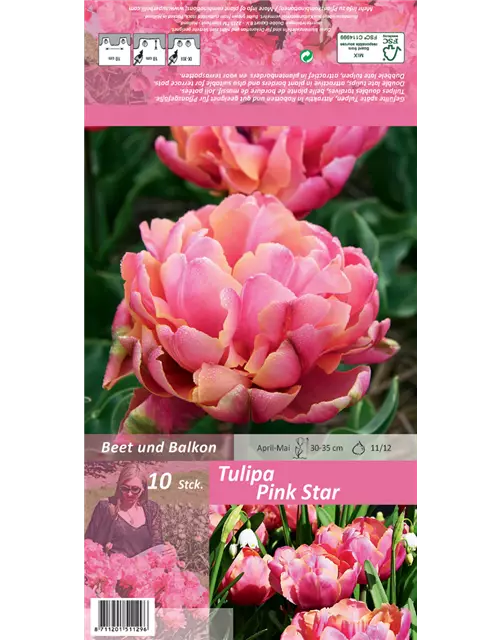 Tulpe 'Pink Star'