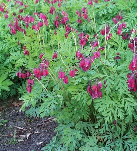 Zwergige Garten-Herzblume 'Bacchanal'