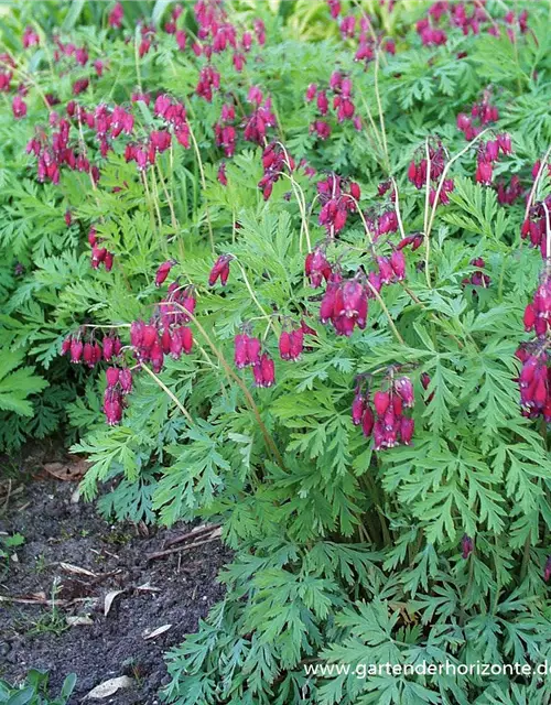 Zwergige Garten-Herzblume 'Bacchanal'