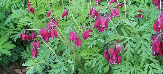 Zwergige Garten-Herzblume 'Bacchanal'