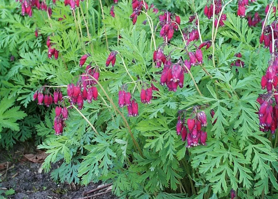 Zwergige Garten-Herzblume 'Bacchanal'