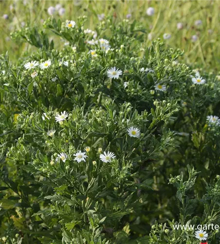 Wild-Aster 'Ashvi'