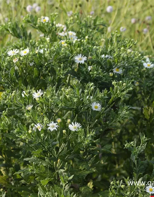 Wild-Aster 'Ashvi'