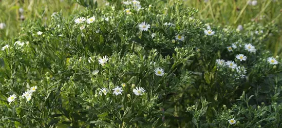 Wild-Aster 'Ashvi'