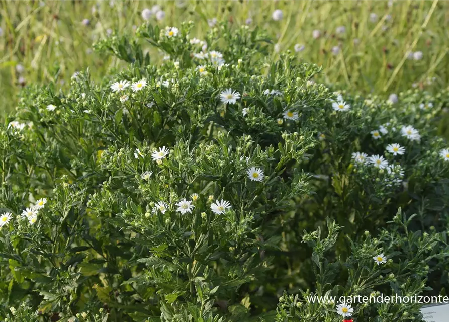 Wild-Aster 'Ashvi'