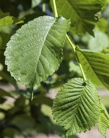 Weißer Maulbeerbaum 'Pendula'