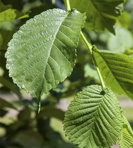 Weißer Maulbeerbaum 'Pendula'