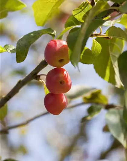 Zierapfel 'Red Sentinel'