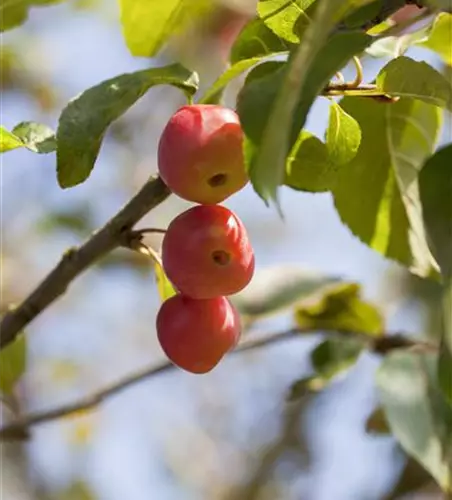 Zierapfel 'Red Sentinel'