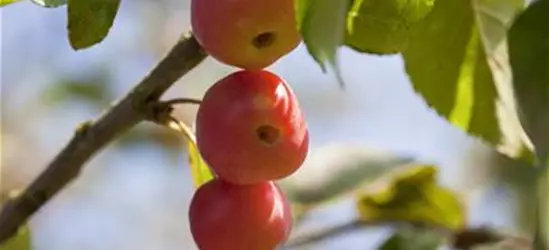 Zierapfel 'Red Sentinel'