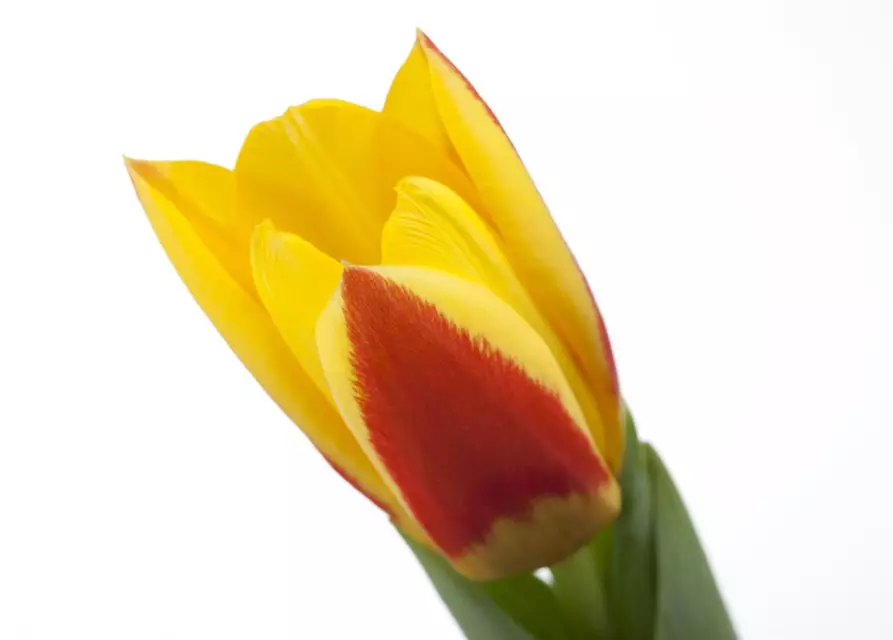 Tulpe 'Stresa'