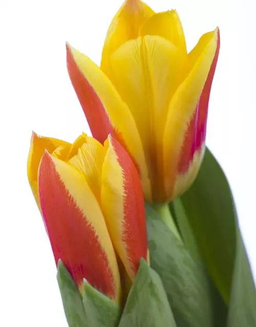 Tulpe 'Stresa'