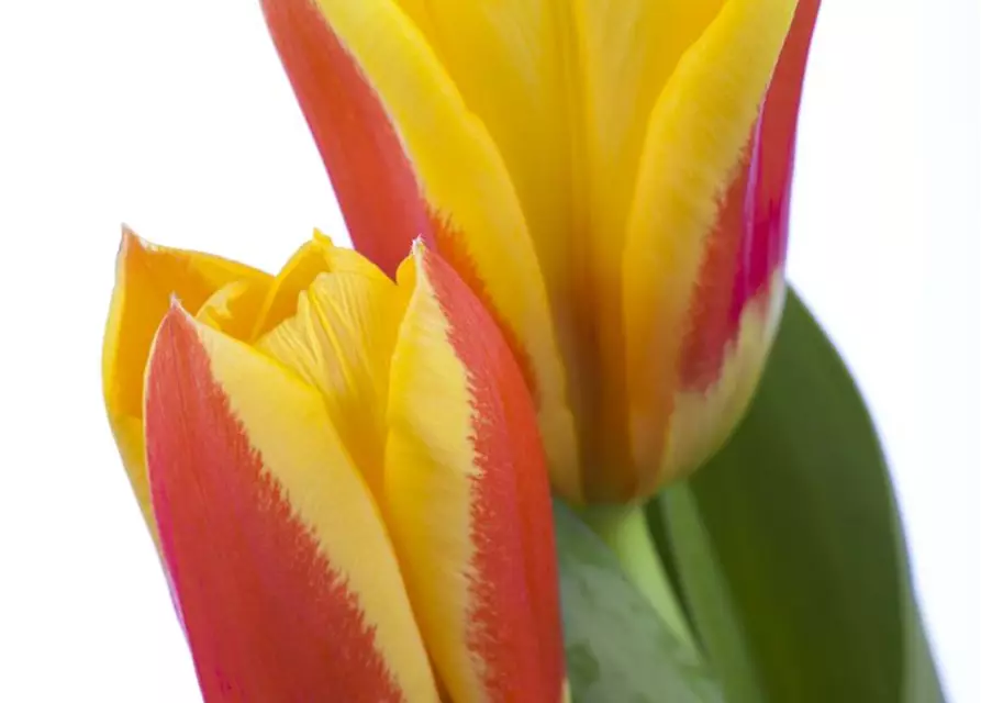 Tulpe 'Stresa'