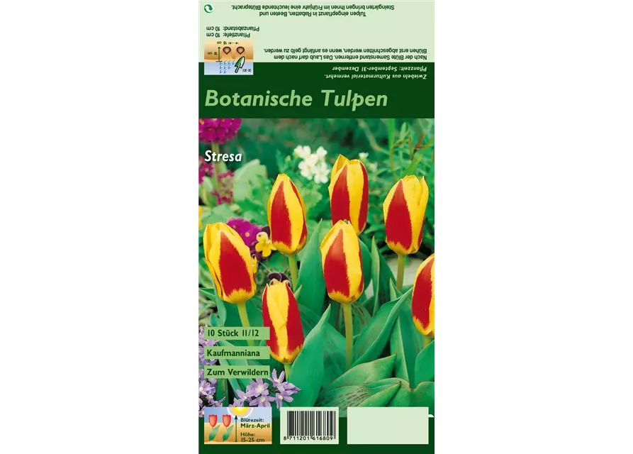 Tulpe 'Stresa'