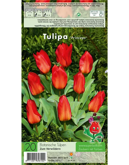 Tulpe 'Princeps'