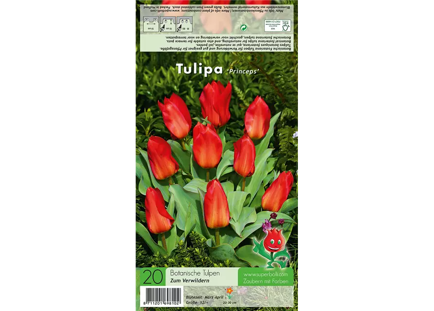 Tulpe 'Princeps'