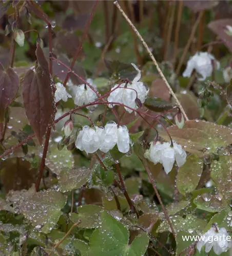 Zierliche Garten-Elfenblume 'Niveum'