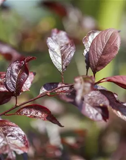 Zierpflaume 'Trailblazer'