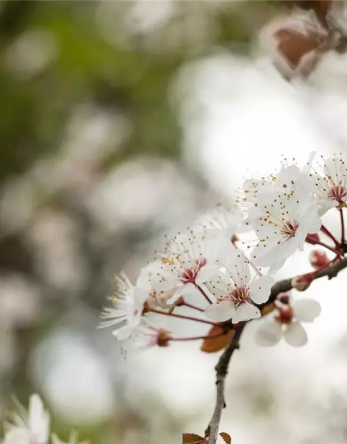 Zierpflaume 'Trailblazer'