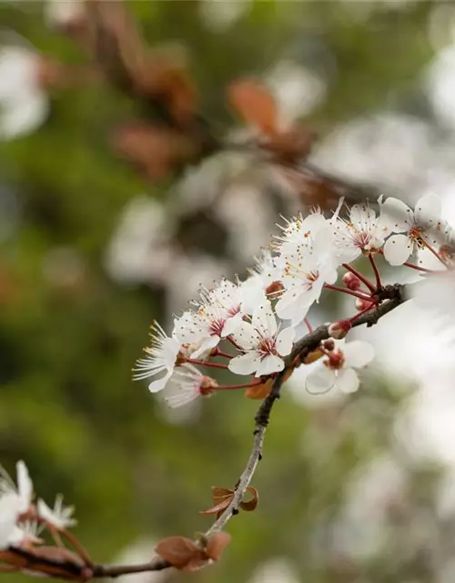 Zierpflaume 'Trailblazer'