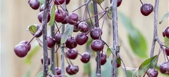 Zierapfel 'Royal Beauty'