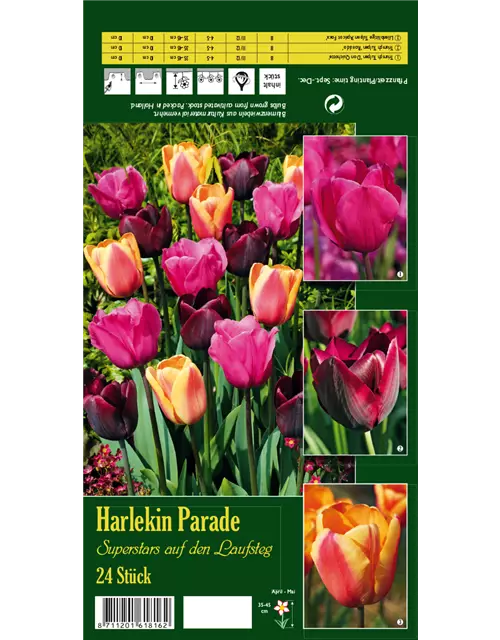 Tulpen-Mix 'Harlekin Parade'