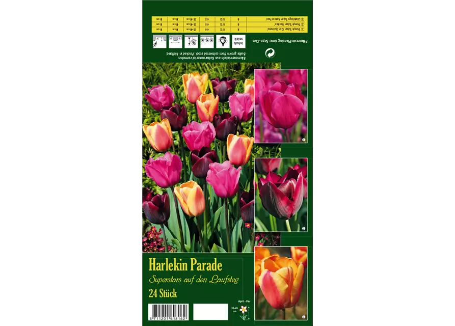 Tulpen-Mix 'Harlekin Parade'