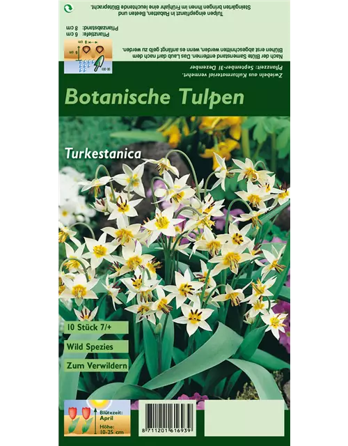 Turkestan-Tulpe