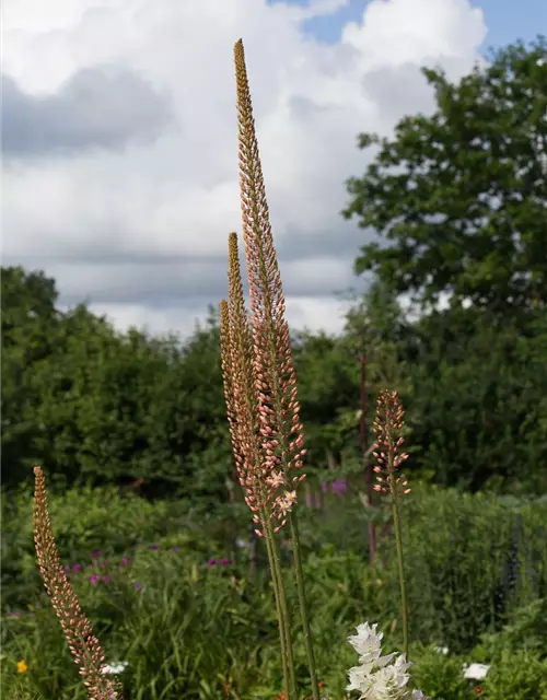 Steppenkerze 'Cleopatra'