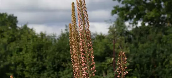 Steppenkerze 'Cleopatra'