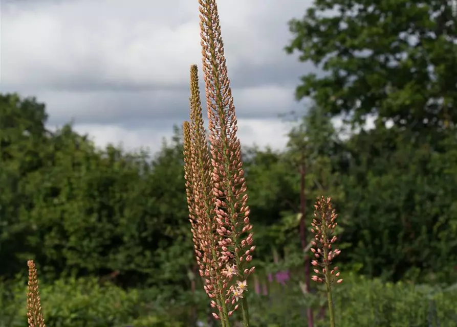 Steppenkerze 'Cleopatra'