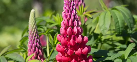 Westcountry Lupine 'Beefeater'®