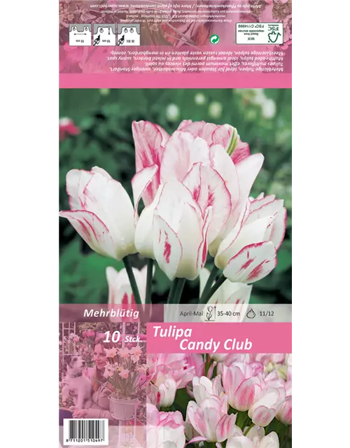 Tulpe 'Candy Club'